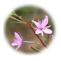 Epilobium parviflorum